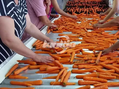 How to Choose the Right Carrot Processing Line for Your Factory