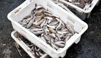 Seafood Basket