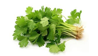 Coriander