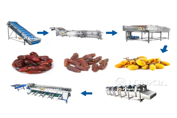 Date Palm Washing Line