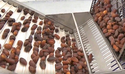 Date Washing & Grading Line Video