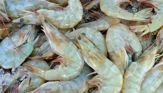 Shrimp