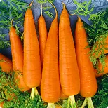 Carrot