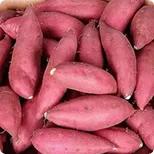 Sweet Potato