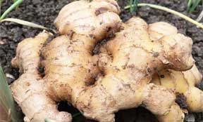 ginger