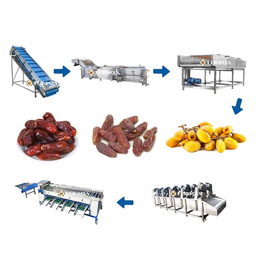 Date Washing & Grading Line