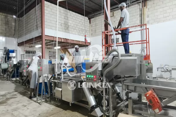 Jamaica 300 kg/h Garlic Processing Line Project – From Installation to Customer Success