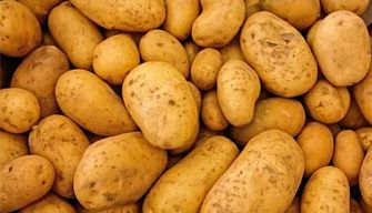Potato