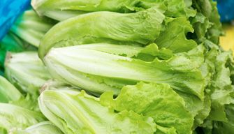 Lettuce