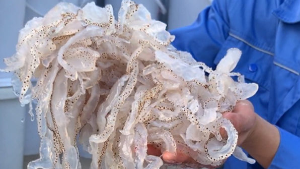 Fish Seafood Washer Video