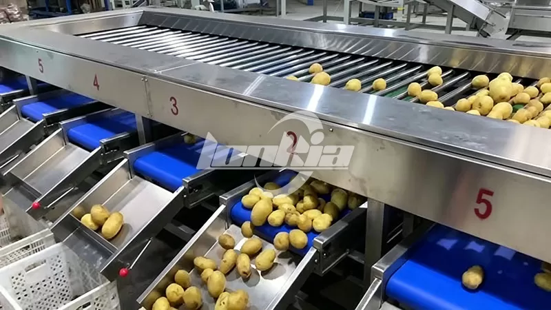 Potato Sorting and Grading Line