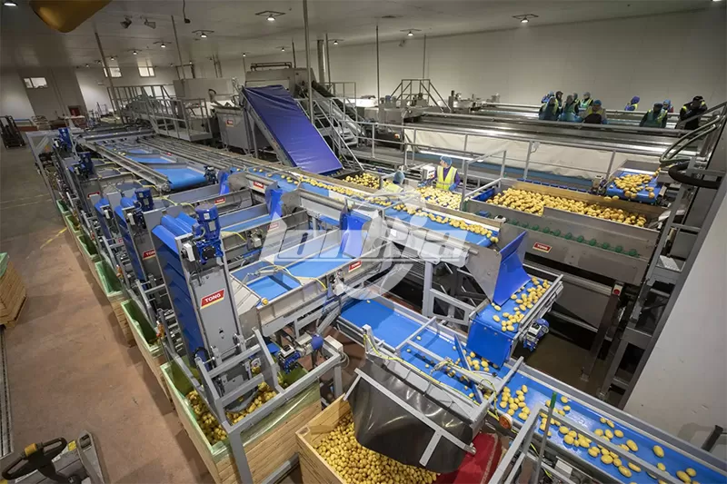 Is an Automatic Potato Sorting and Grading Line Worth the Investment?