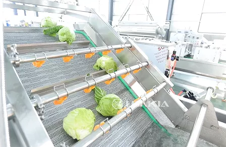 1.5t Cabbage Washing and Cutting Processing in Mexico Line (January 2025)