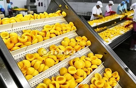 2t Yellow Peach Washing and Cutting Processing Line in Vietnam (May 2025)