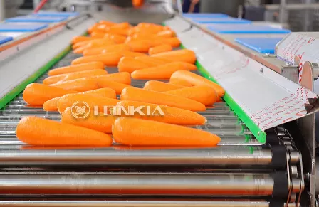 3t Carrot Washing Line in Bulgaria(September 2025)