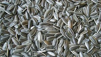 Melon seeds