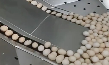 Automatic Egg Washing Line Video