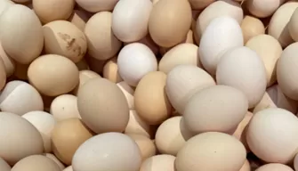 Chicken Eggs