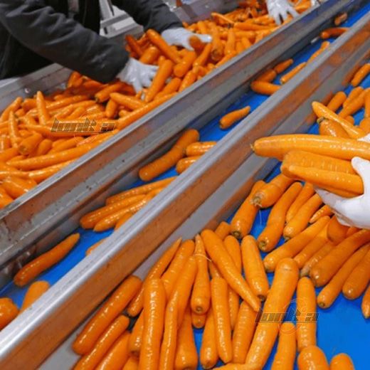 Fully Automatic Carrot Processing Line: From Washing to Packaging