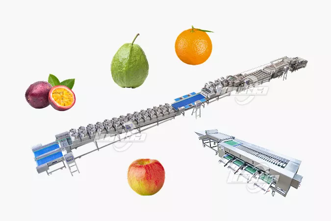 Fully Automatic Fruit Washing and Grading Line