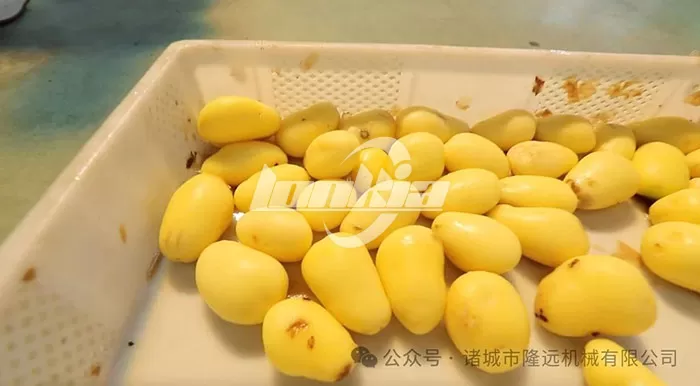 Steam Peeling Machine Potato output