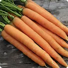 Carrot