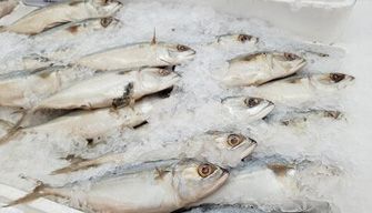 Quick-frozen Fish