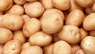 Potato