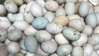 Duck Eggs