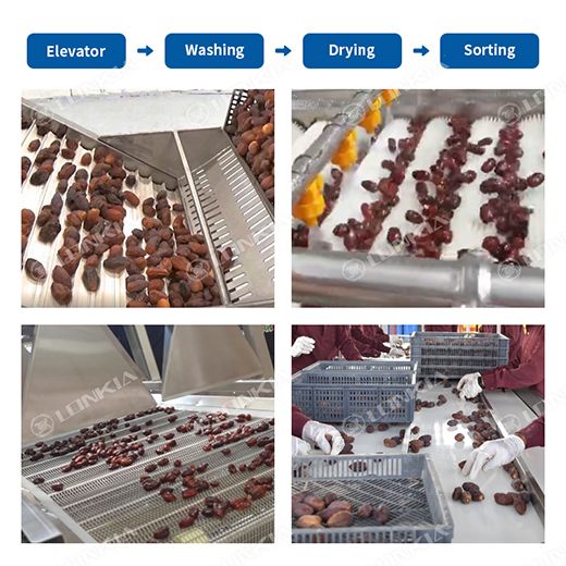 Date Washing & Grading Line