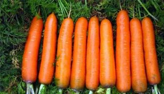 Carrot
