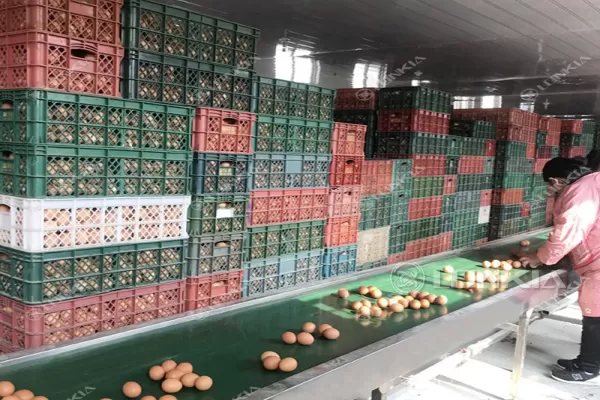 Egg Washing Line