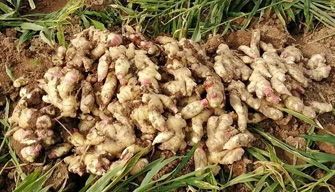 Ginger