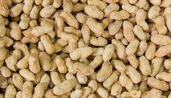 Peanut
