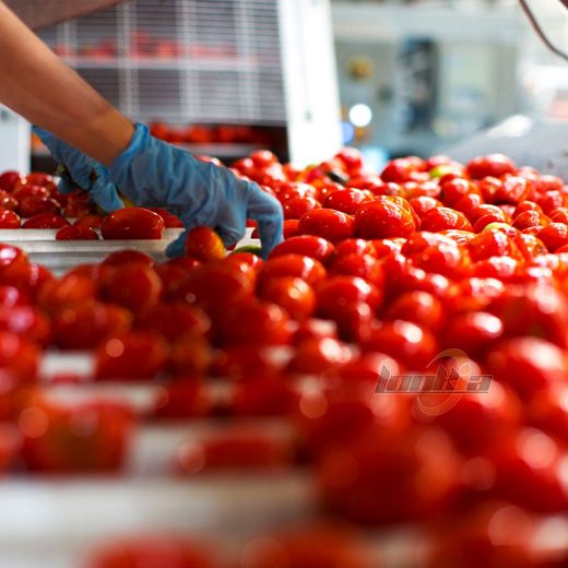 Frozen Tomato Processing Line