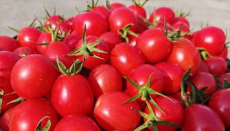 Cherry Tomato