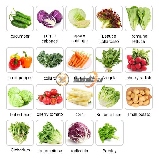Fruit Vegetable Salad Washing-Cutting-Drying-Packaging Production Line