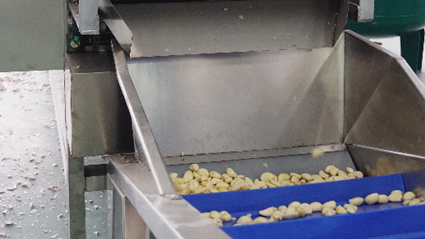 Garlic Peeling Machine Video